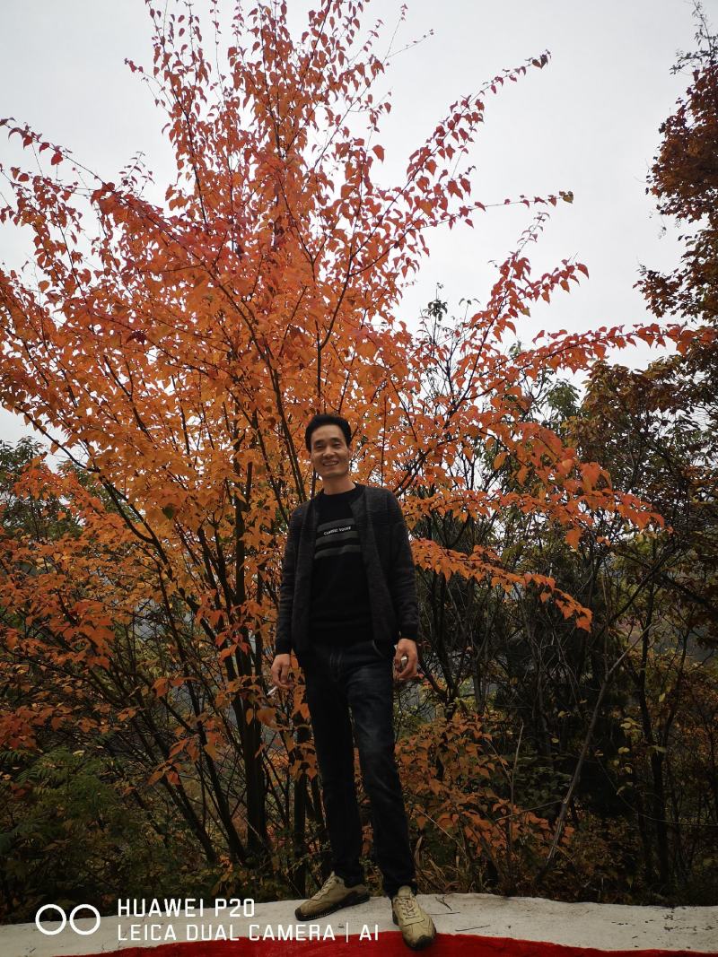 青榨槭/青皮椴/蛇皮槭1~1.5m，米径1.5~3公分