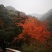 青榨槭/青皮椴/蛇皮槭1~1.5m，米径1.5~3公分