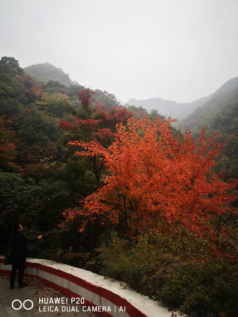 青榨槭/青皮椴/蛇皮槭1~1.5m，米径1.5~3公分