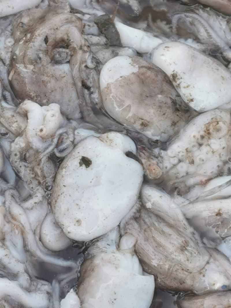 八爪鱼章鱼原浆八爪鱼