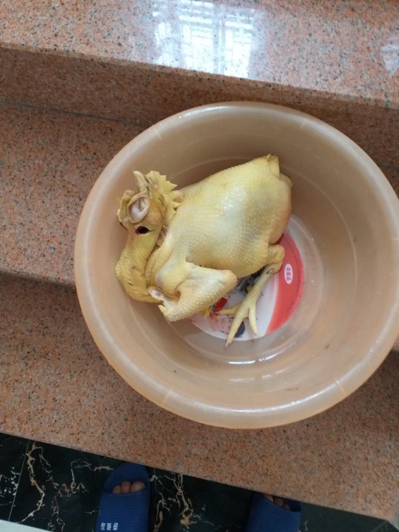 阳江大八正宗走地阉鸡