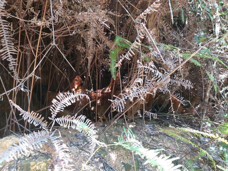 阳江大八正宗走地阉鸡