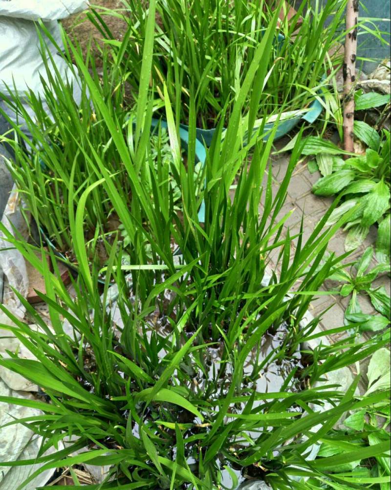 水菖蒲有很浓香种植龙根苗场地直销品质优不是石菖蒲别弄错了