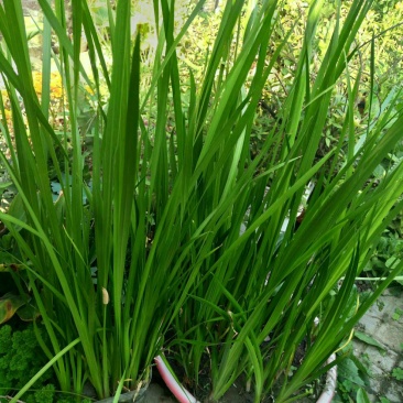水菖蒲有很浓香种植龙根苗场地直销品质优不是石菖蒲别弄错了