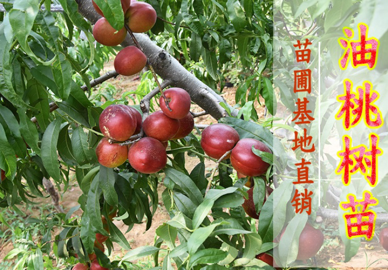 中油四号油桃苗嫁接桃树苗基地直销免费提供种植技术