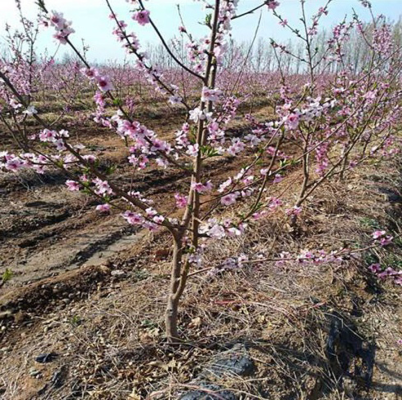 中油四号油桃苗嫁接桃树苗基地直销免费提供种植技术