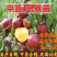 中油四号油桃苗嫁接桃树苗基地直销免费提供种植技术