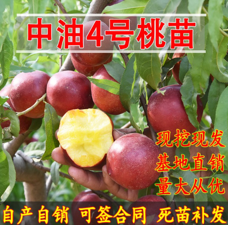 中油四号油桃苗嫁接桃树苗基地直销免费提供种植技术
