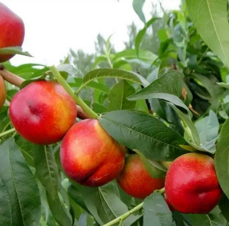 中油四号油桃苗嫁接桃树苗基地直销免费提供种植技术