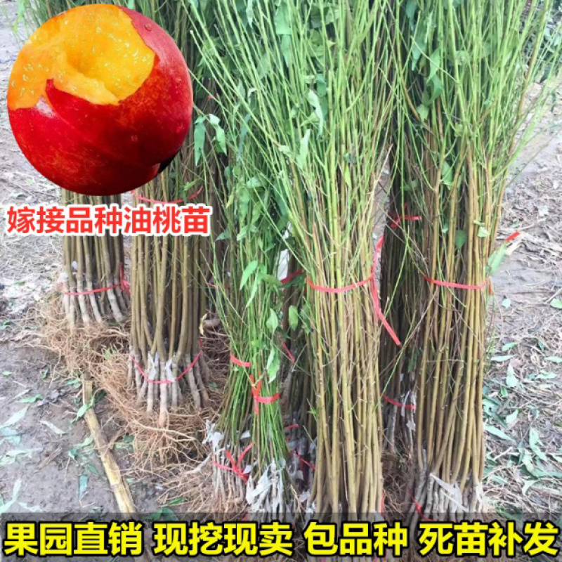 中油四号油桃苗嫁接桃树苗基地直销免费提供种植技术