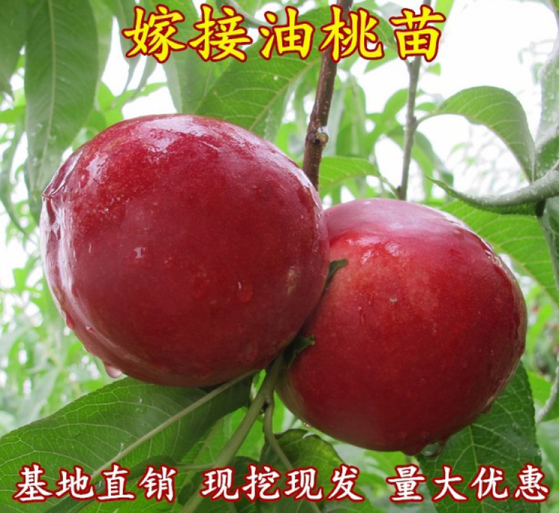 中油四号油桃苗嫁接桃树苗基地直销免费提供种植技术