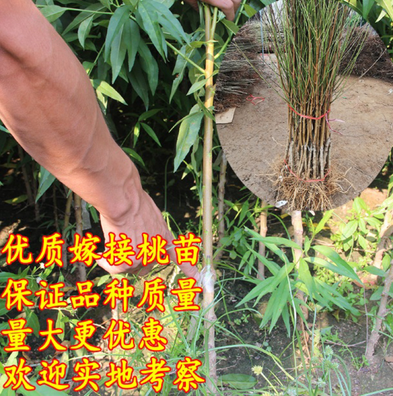 中油四号油桃苗嫁接桃树苗基地直销免费提供种植技术