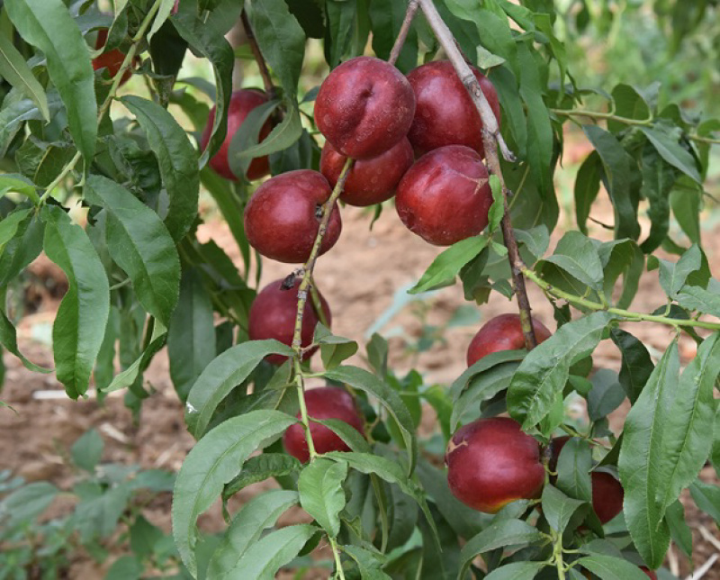 中油四号油桃苗嫁接桃树苗基地直销免费提供种植技术