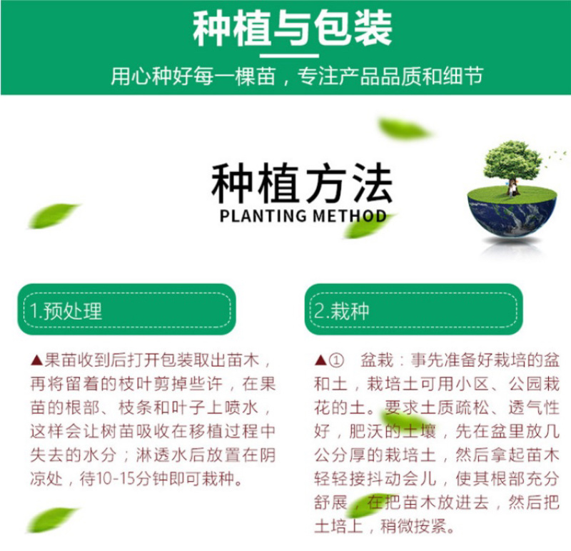 中油四号油桃苗嫁接桃树苗基地直销免费提供种植技术