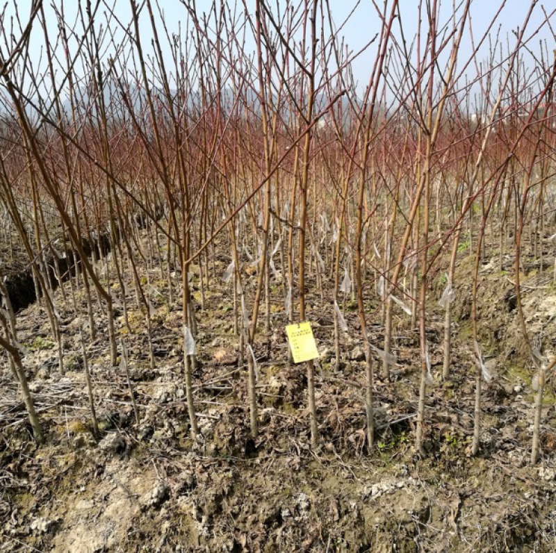 中油四号油桃苗嫁接桃树苗基地直销免费提供种植技术