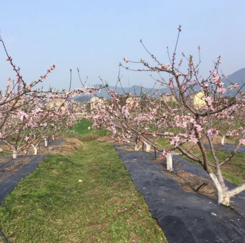 中油四号油桃苗嫁接桃树苗基地直销免费提供种植技术