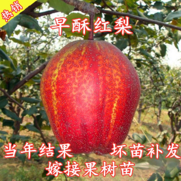 早酥红梨梨树嫁接苗自家苗圃根茎发达成活率高