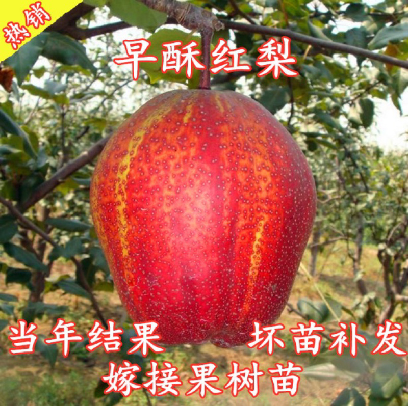 早酥红梨梨树嫁接苗自家苗圃根茎发达成活率高