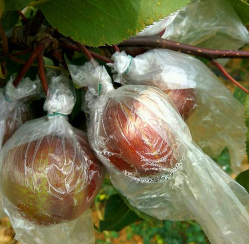 早酥红梨梨树嫁接苗自家苗圃根茎发达成活率高
