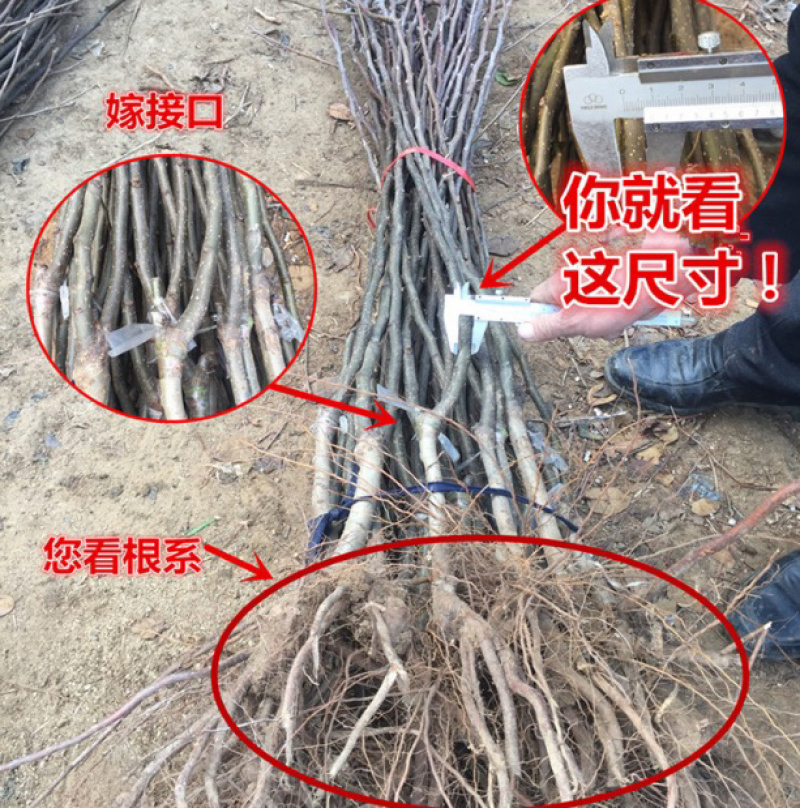 早酥红梨梨树嫁接苗自家苗圃根茎发达成活率高
