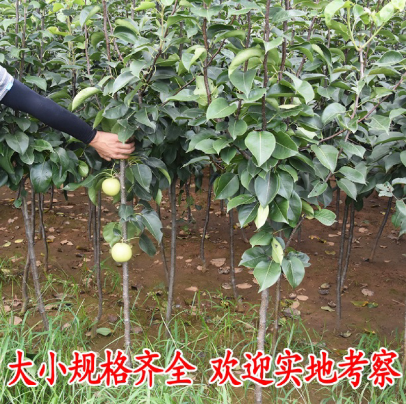 早酥红梨梨树嫁接苗自家苗圃根茎发达成活率高