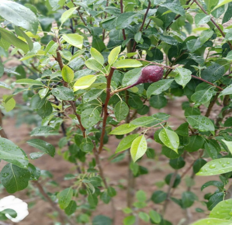 早酥红梨梨树嫁接苗自家苗圃根茎发达成活率高