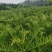 三尖杉/中华粗榧杉1~5年苗嵩县彩叶花木供应