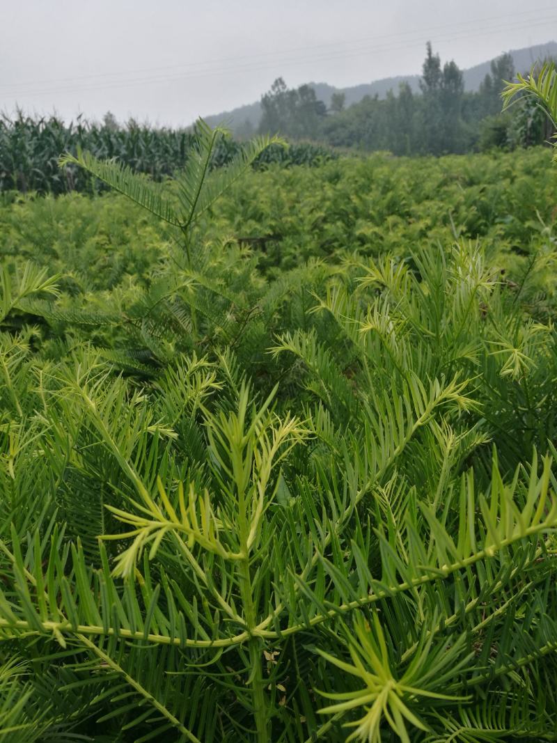 三尖杉/中华粗榧杉1~5年苗嵩县彩叶花木供应