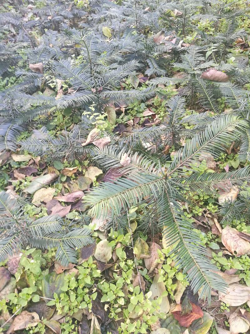 三尖杉/中华粗榧杉1~5年苗嵩县彩叶花木供应