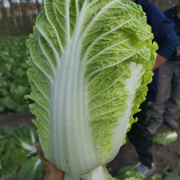 东北大白菜大量上市，