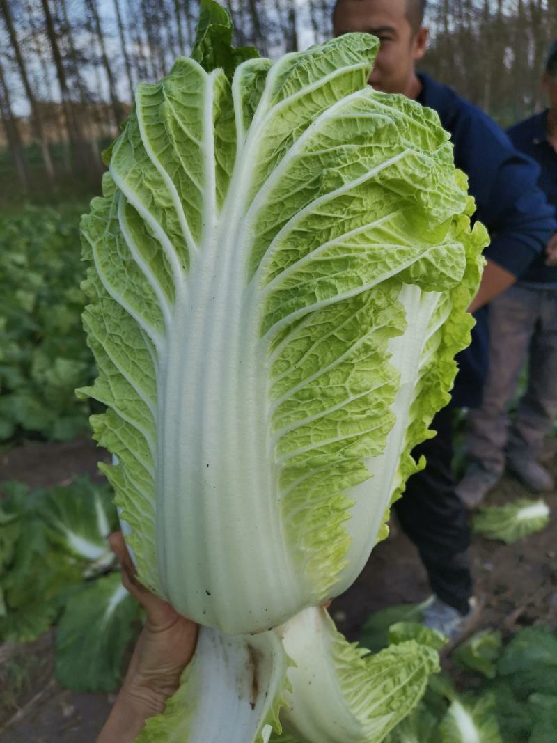 东北大白菜大量上市，