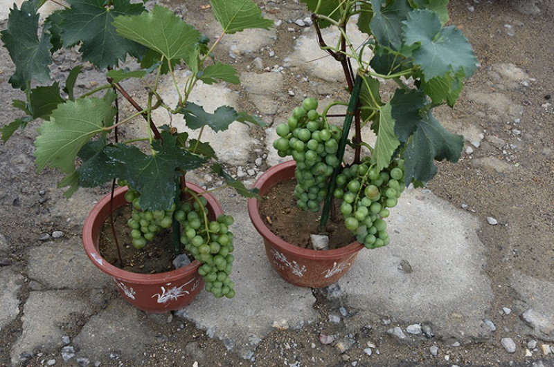 户太八号葡萄嫁接苗基地直销可实地考察指导当年结果