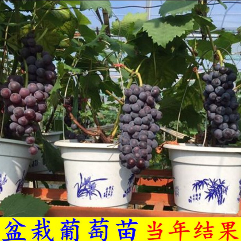户太八号葡萄嫁接苗基地直销可实地考察指导当年结果