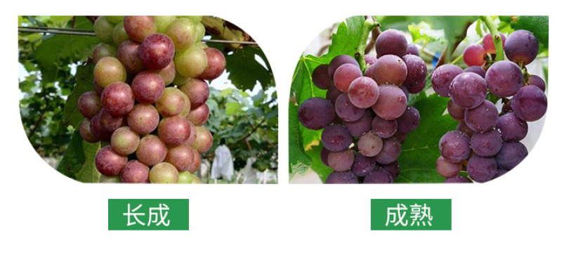 户太八号葡萄嫁接苗基地直销可实地考察指导当年结果