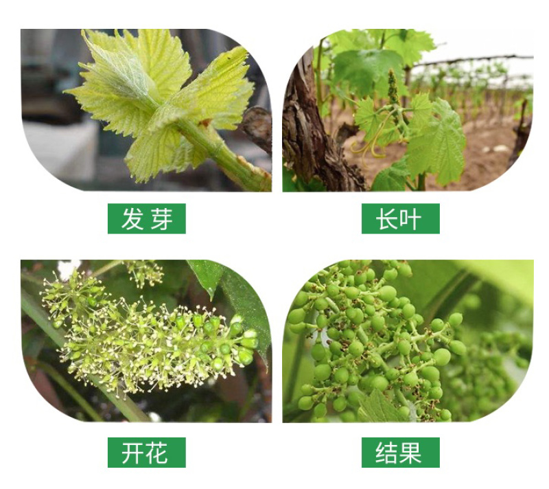 户太八号葡萄嫁接苗基地直销可实地考察指导当年结果