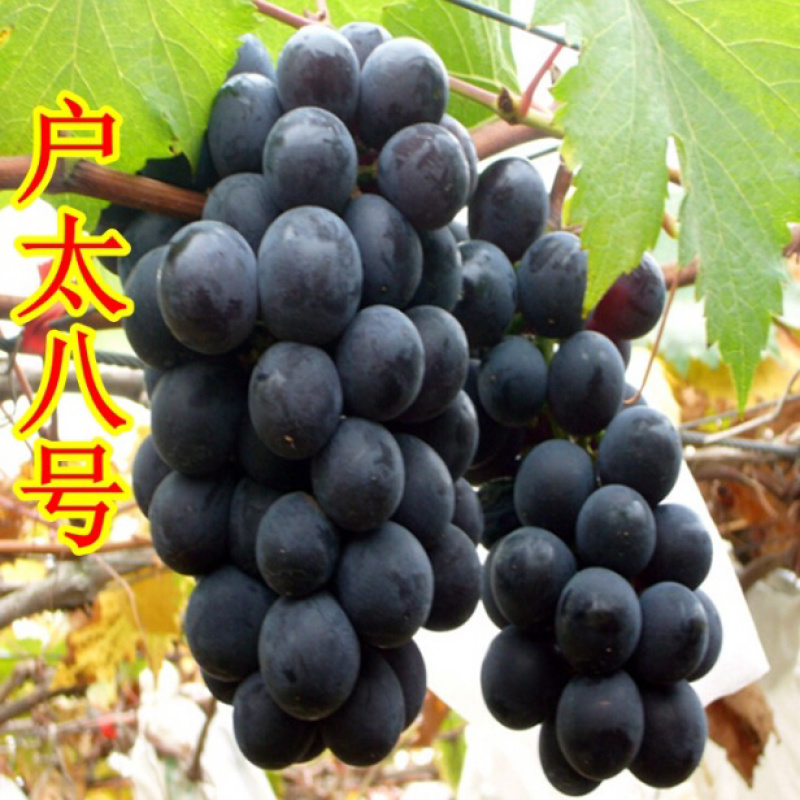户太八号葡萄嫁接苗基地直销可实地考察指导当年结果
