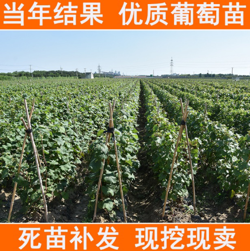 户太八号葡萄嫁接苗基地直销可实地考察指导当年结果