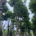 秋枫骨架15公分
