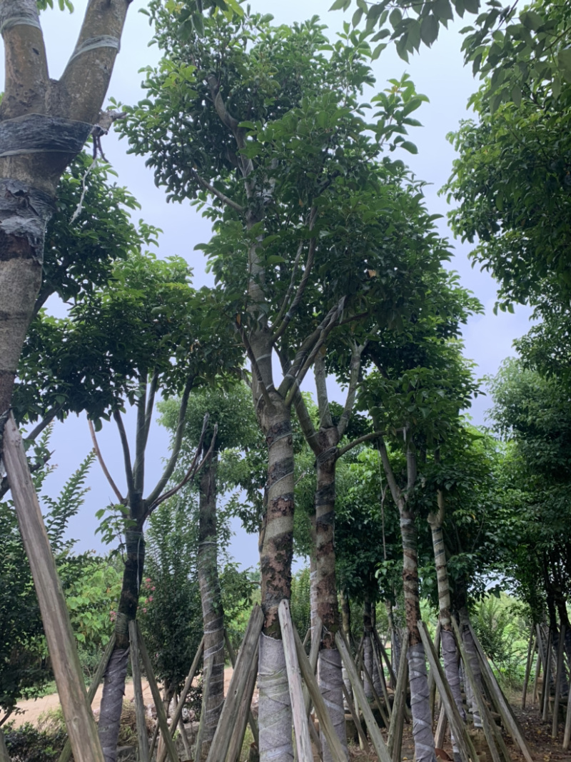秋枫骨架15公分