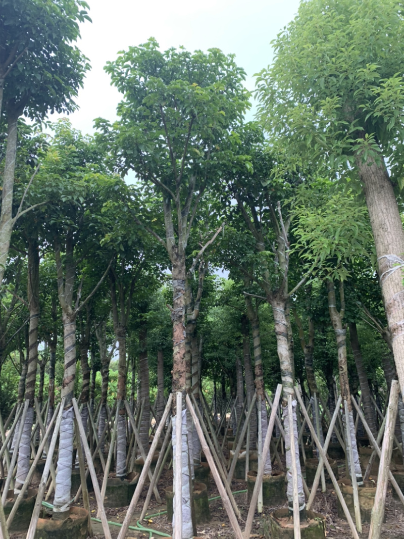 秋枫骨架15公分