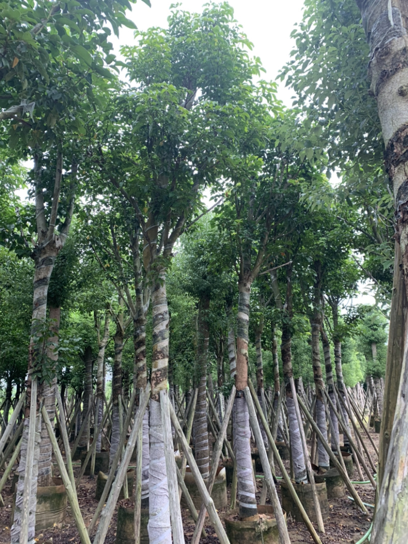 秋枫骨架15公分