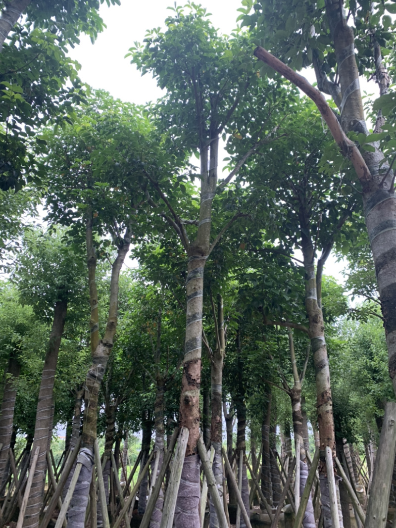 秋枫骨架15公分