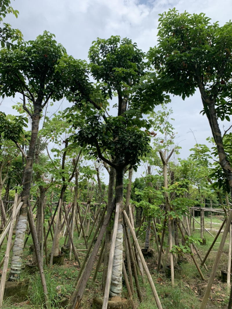 秋枫骨架15公分