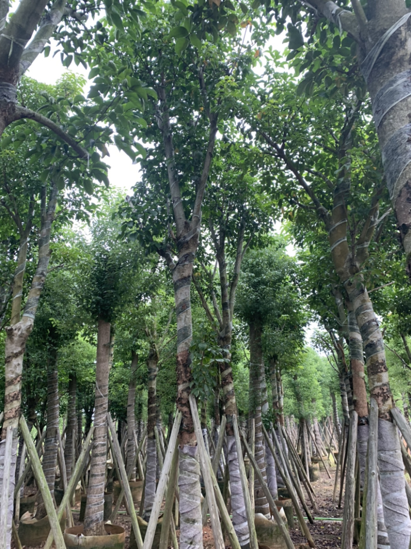 秋枫骨架15公分