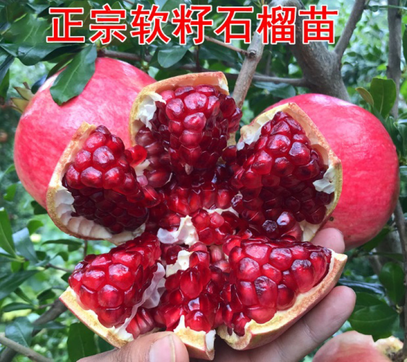 突尼斯软籽石榴嫁接苗规格齐全自家苗圃可南北方种植