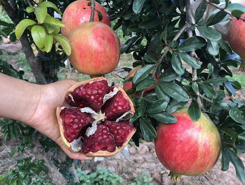 突尼斯软籽石榴嫁接苗规格齐全自家苗圃可南北方种植