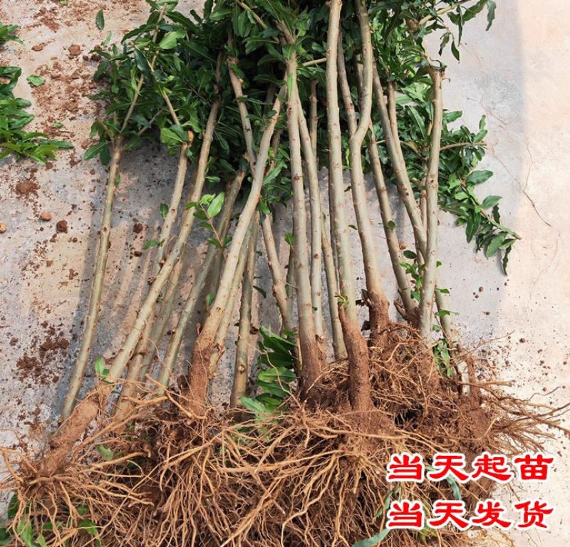 突尼斯软籽石榴嫁接苗规格齐全自家苗圃可南北方种植
