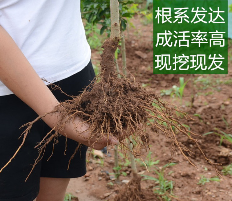 突尼斯软籽石榴嫁接苗规格齐全自家苗圃可南北方种植