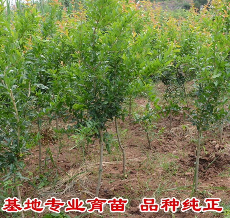 突尼斯软籽石榴嫁接苗规格齐全自家苗圃可南北方种植