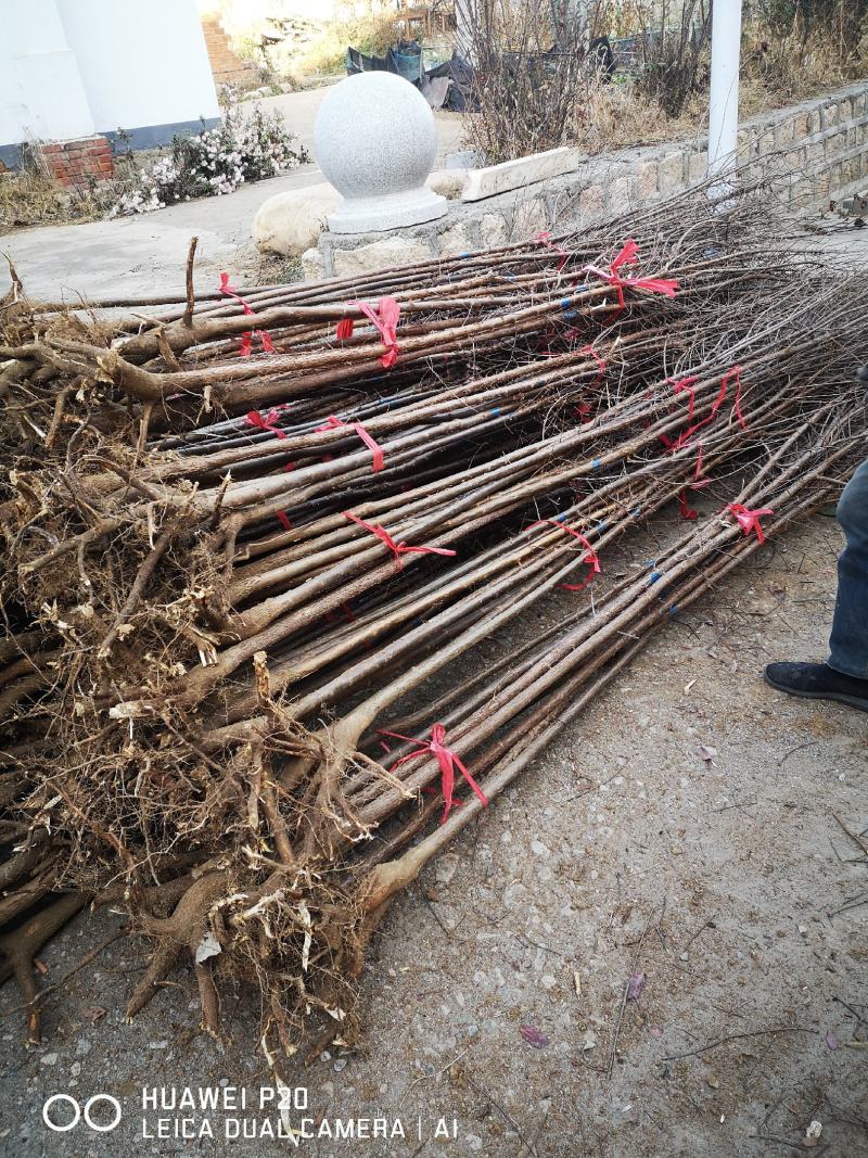 血皮槭/中华血皮槭小苗30~50cm